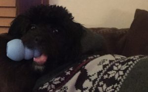best dog toys for aggressive chewers