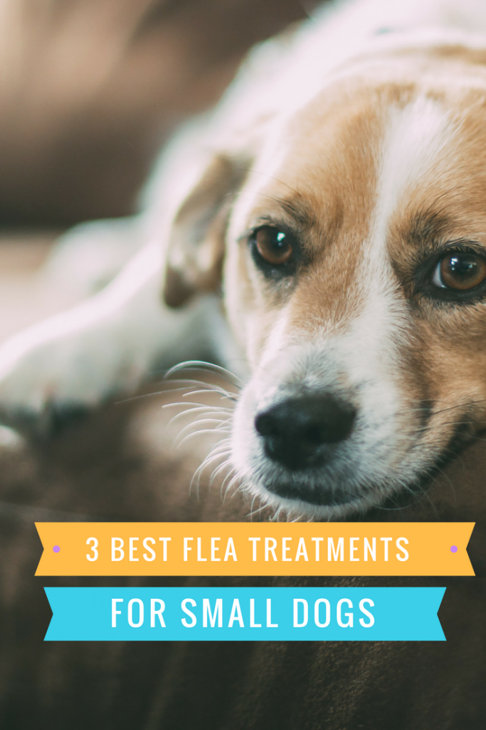 Best Small Dog Flea Treatment 2023 Collars, Topical or Pills?