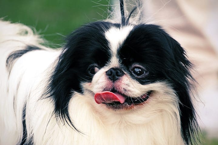 Quiet Small Dog Breeds – Yes They Exist!