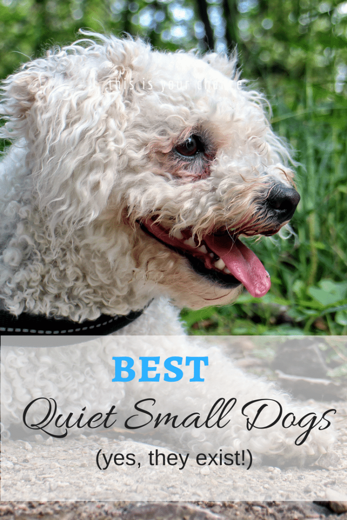 Quiet Small Dog Breeds Yes They Exist! » Small Dogs Big Hearts