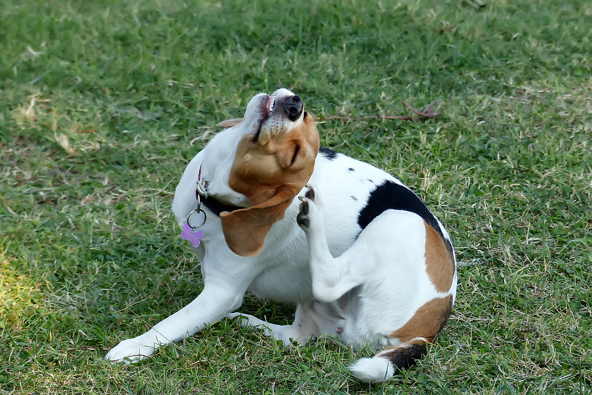 Best Small Dog Flea Treatment