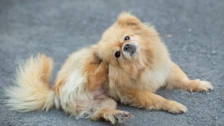 Recognizing the signs of fleas - dog scratching fleas