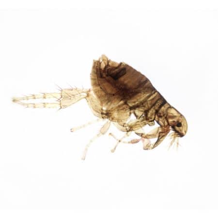 how to spot dog fleas