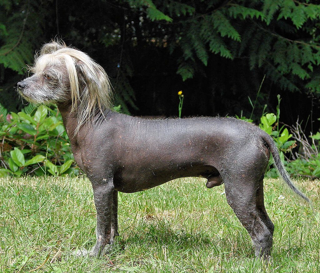 chinese crested dog