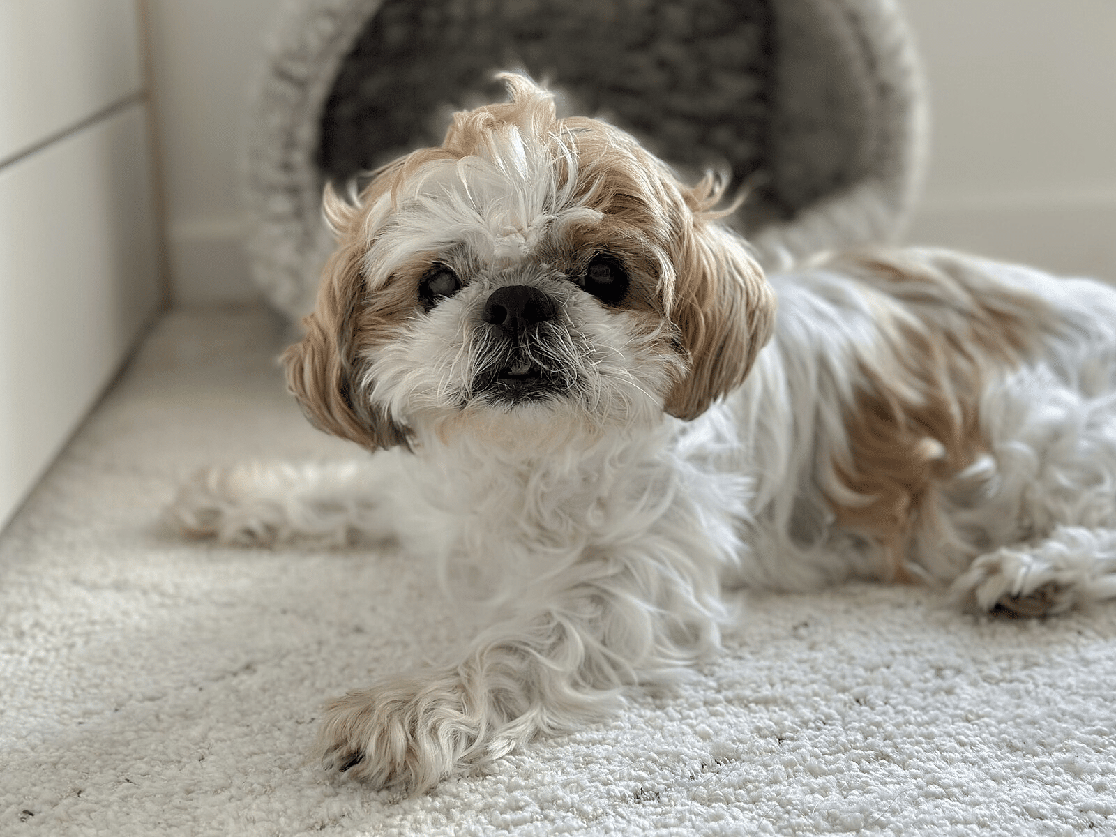 Photo inspiration: Fresh Look at 19 Small Dog Breeds That Are Hypoallergenic For Allergy Sufferers