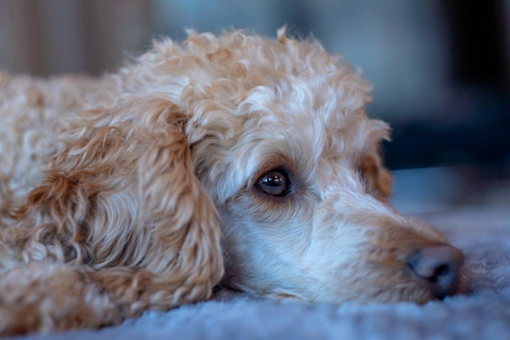 poodle