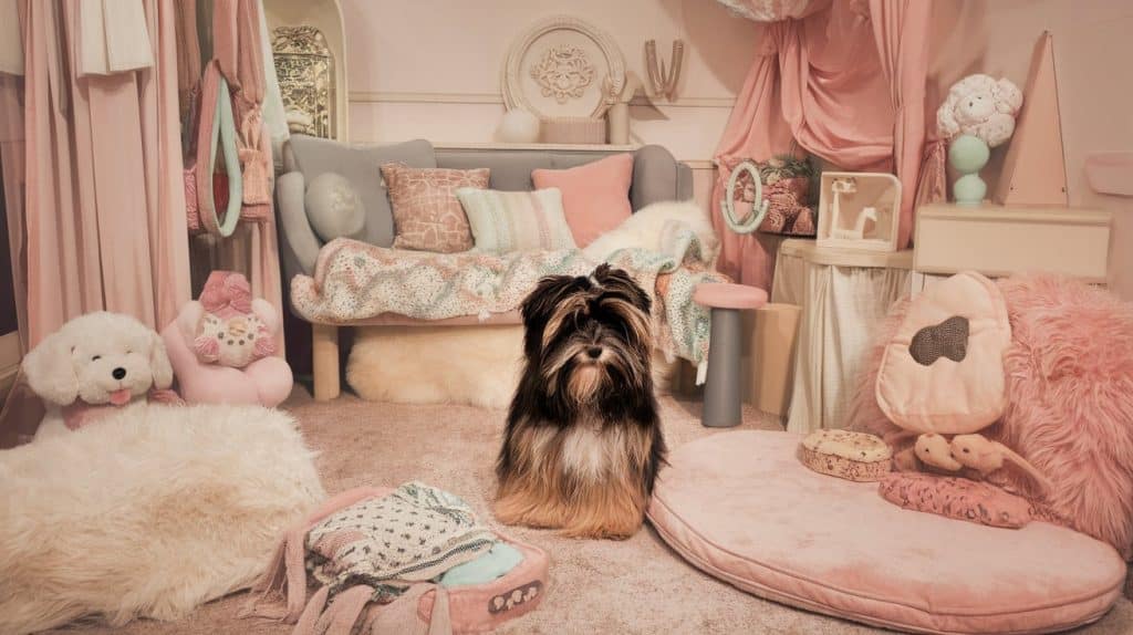 cozy dog room accessories